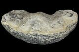 Pennsylvanian Fossil Cordaite Tree Artesia - Kentucky #136668-1